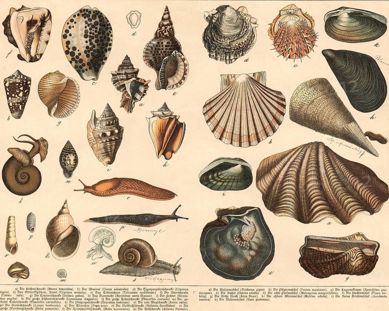 Animals: snails and mussels, school painting, authentic reproduction of a school mural, around 1900, exact date unknown, historical