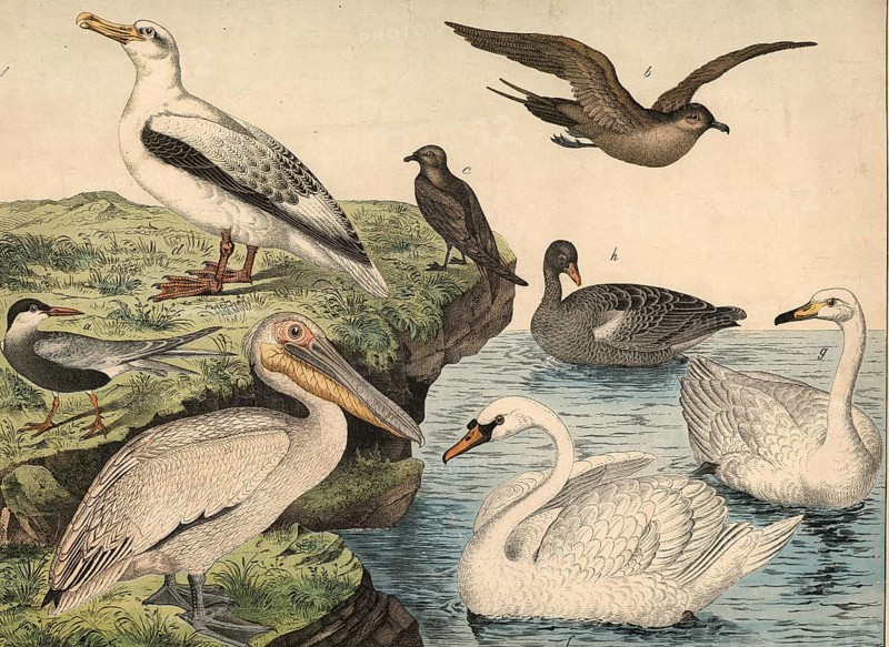 Animals, birds, swimming birds: sea swallow, Sterna hirundo, predatory gull, Lestris pomarina, swallow petrel, Thalassidroma pelagica, albatross, Diomedia exulans, pelican, Pelecanus onocrotalus, mute swan, Cygnus olor, singing swan, Cygnus musicus, gray goose, Anser cinerator Eus, school picture, authentic reproduction of a school mural, around 1900, exact date unknown, historical