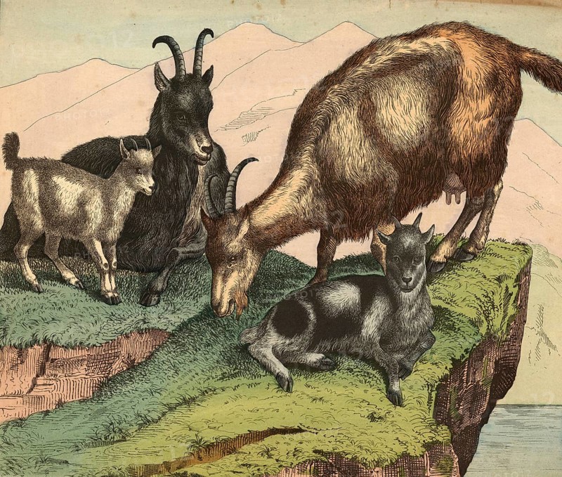 Animals, pets, goats, domestic goat, Capra aegagrus hircus, school picture, authentic reproduction of a school mural, around 1900, exact date unknown, historical