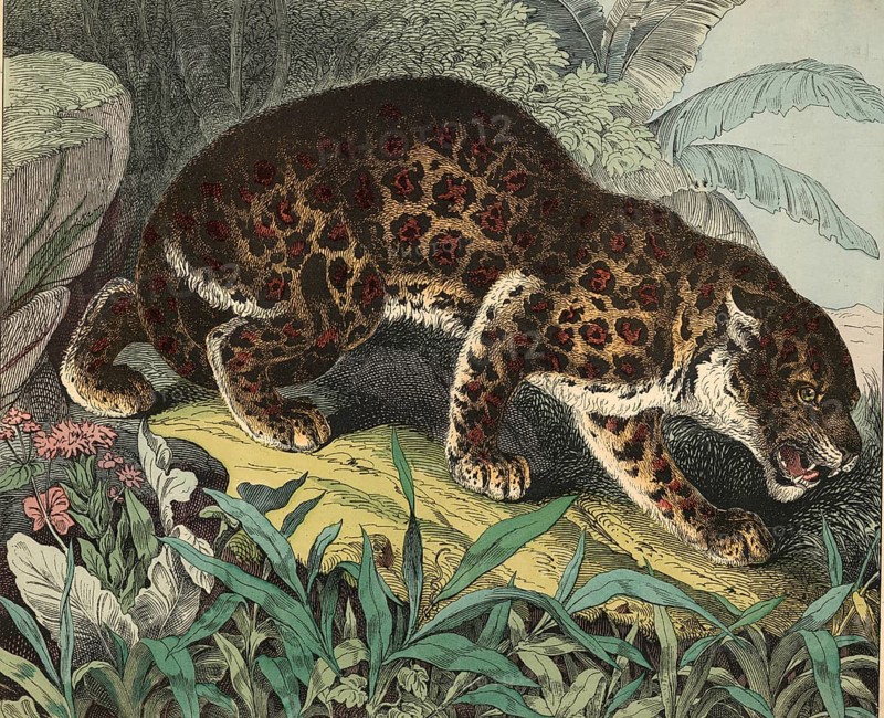 Animals, predators, cats: leopard, panthera pardus, school picture, authentic reproduction of a school mural, around 1900, exact date unknown, historical