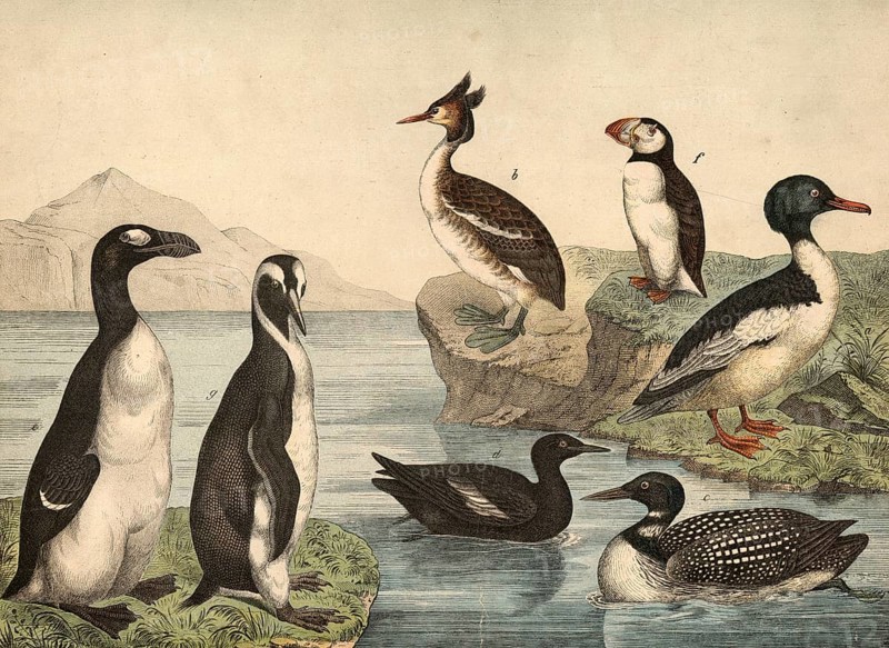 Animals, birds, swimming birds: Great Saeger, Mergus merganser, Grebe, Podiceps cristatus, Sea Lover, Colymbus glacialis, Grillumme, Cephus grylle, booze, Alca impennis, Papgeitaucher, Lunda artica, fat goose, Aptenodytes impennis, school picture, authentic reproduction of a school mural, around 1900, exact date unknown, historical
