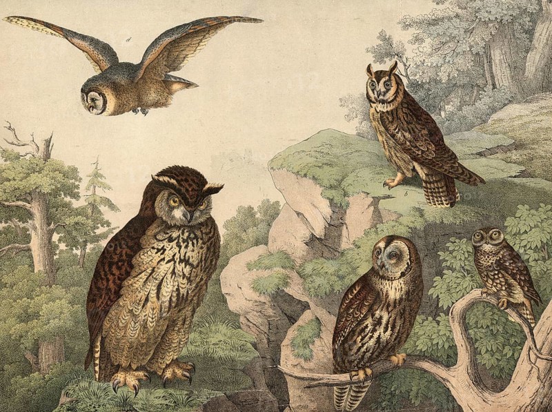 Animals, night owl: eagle owl, bubo maximus, long-eared owl, otus vulgaris, tawny owl, ulula aluco, barn owl, strix flammea, little owl, Athena noctua, school picture, authentic reproduction of a school mural, around 1900, exact date unknown, historical