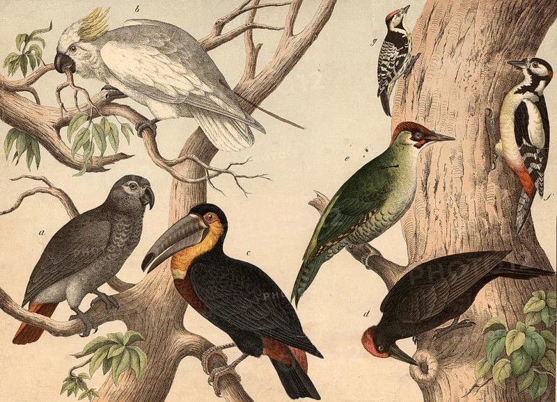 Animals, birds: parrots (left) and woodpeckers: grey parrot, Psittacus erithacus, yellow-crested cockatoo, Cacatua galerita, toucan, Ramphastus Temminckii, black woodpecker, Picus martius, green woodpecker, Picus viridis, great spotted woodpecker, Picus major, lesser spotted woodpecker, Picus minor, school picture, authentic reproduction of a school wall picture, around 1900, exact date unknown, historical