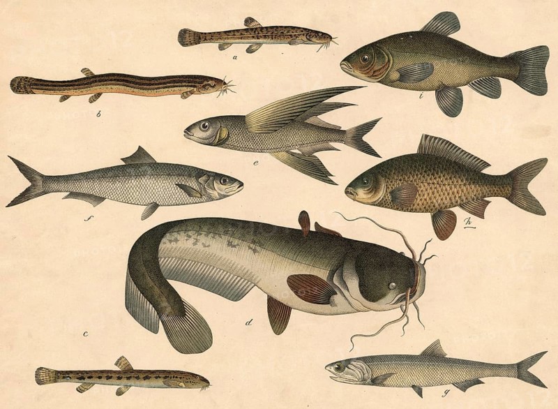 Animals, Fish: Bearded gown, Cobitis barbatula, Mudbiter, Cobitis fossilis, stone loach, Cobitis taenia, catfish, Silurus glanis, sea quail or swallowfish, Exocoetus volitans, herring, Clupea harengus, anchovy, Clupea snerasicholus, carp, Cyprinus carpio, tench, cyprinus Tinus tinca, school painting, authentic reproduction of a school mural, around 1900, exact date unknown, historical