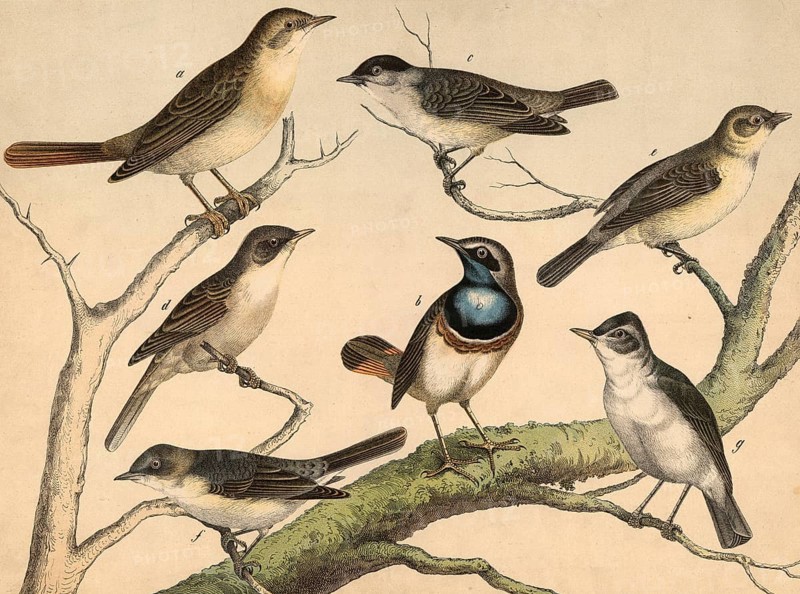 Animals, birds: nightingale, lusciola luscinia, bluethroat, lusciola coerulecula, warbler, Sylvia atricapilla, Sylvia cinerea, garden warbler, Sylvia hortensis, rattleshoe, Sylvia garrula, garden leafbird, hypolais icterina, school picture, authentic reproduction of a school mural, around 1900, exact date unknown Historically
