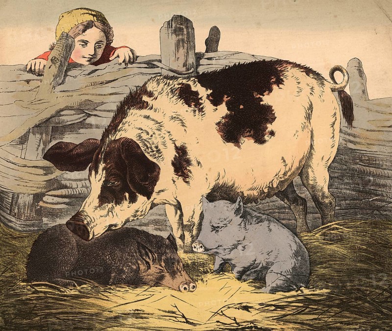 Animals, pets: pig, domestic pig, Sus scrofa domesticus, school picture, authentic reproduction of a school mural, around 1900, exact date unknown, historical