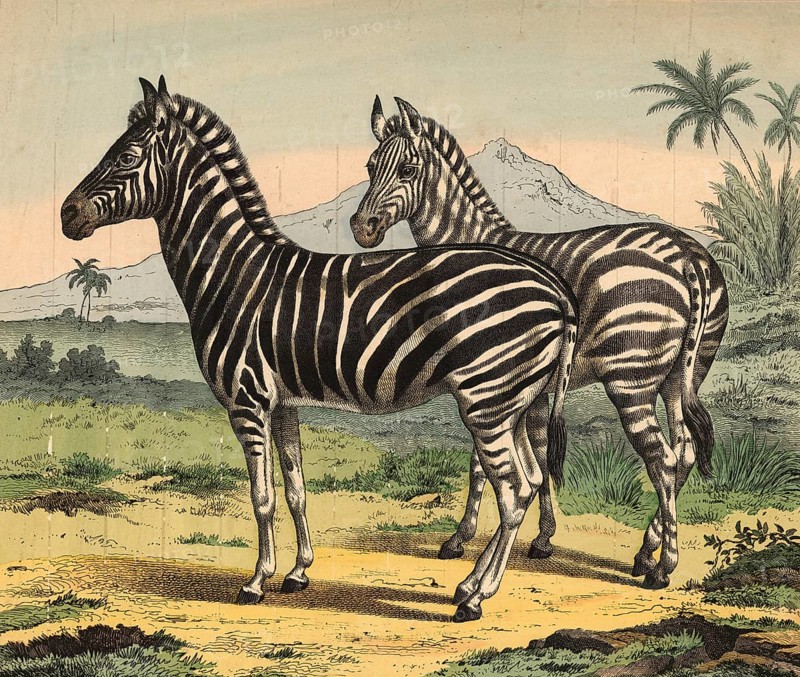 Animals: Zebra, Equus grevyi, school picture, authentic reproduction of a school mural, around 1900, exact date unknown, historical