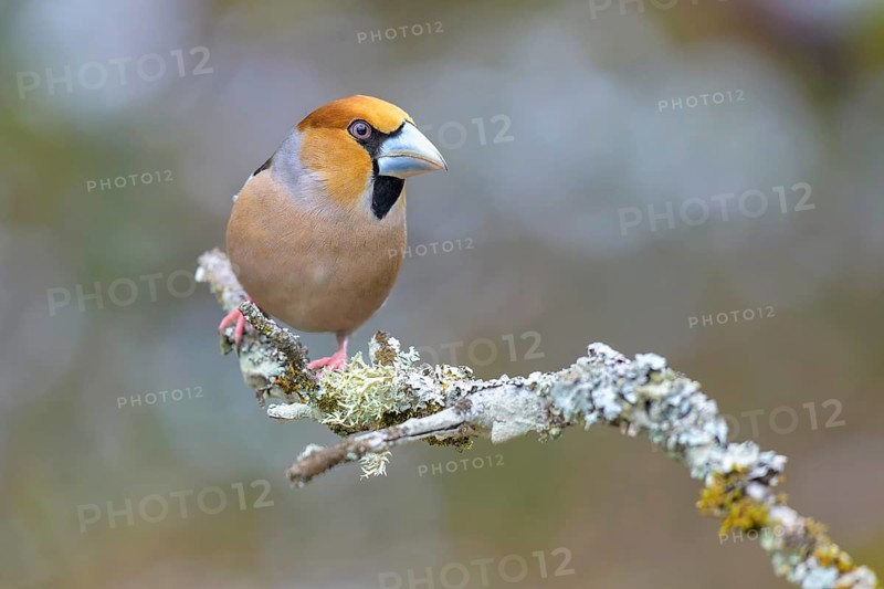 Hawfinch (Coccothraustes coccothraustes), male in winter on a branch covered with lichen, Swabian Alb biosphere reserve, Baden-Württemberg, Germany