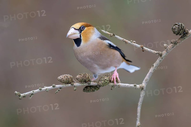 Hawfinch (Coccothraustes coccothraustes), male in winter on a larch branch with cones, Swabian Alb biosphere reserve, Baden-Württemberg, Germany