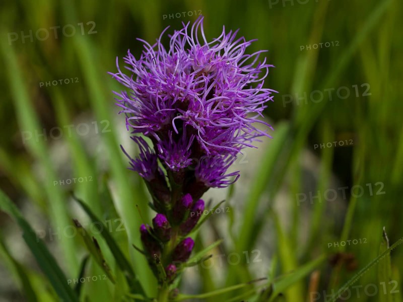 Liatris spicata, Asteraceae family, plant, native garden, East Frisia, Germany