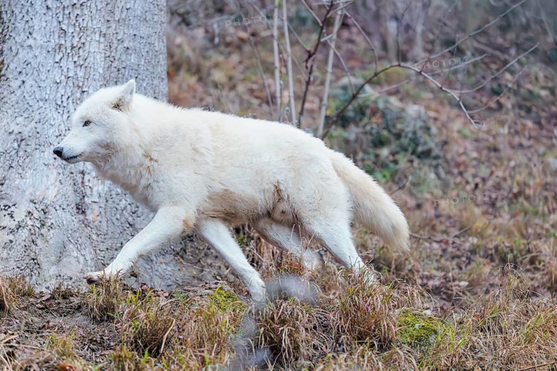 Arctic wolf (Canis lupus arctos), one animal, walking, forest, side view, captive