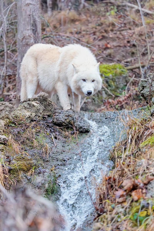 Arctic wolf (Canis lupus arctos), one animal, drinking, creek, water, forest, side view, captive