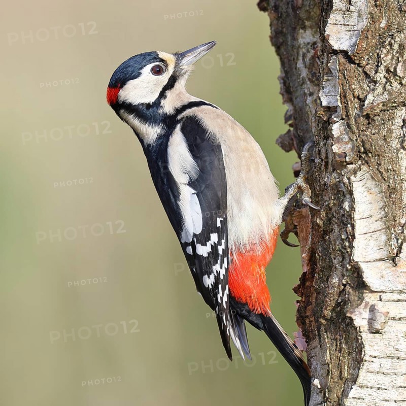 Great spotted woodpecker (Dendrocopus major), male, foraging on the trunk of a common birch (Betula pendula), wildlife, woodpeckers, nature photography, autumn, Wilnsdorf, North Rhine-Westphalia, Germany