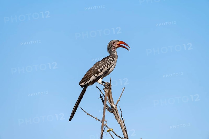 Mopanetoko (Tockus rufirostris) (Tockus erythrorhynchus rufirostris) sitting on a branch in front of a blue sky, Savuti, Chobe National Park, Botswana