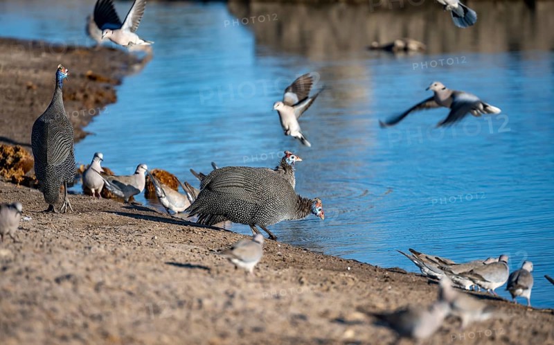 Helmeted guinea fowl (Numida meleagris), drinking at a waterhole, Savuti, Chobe National Park, Botswana