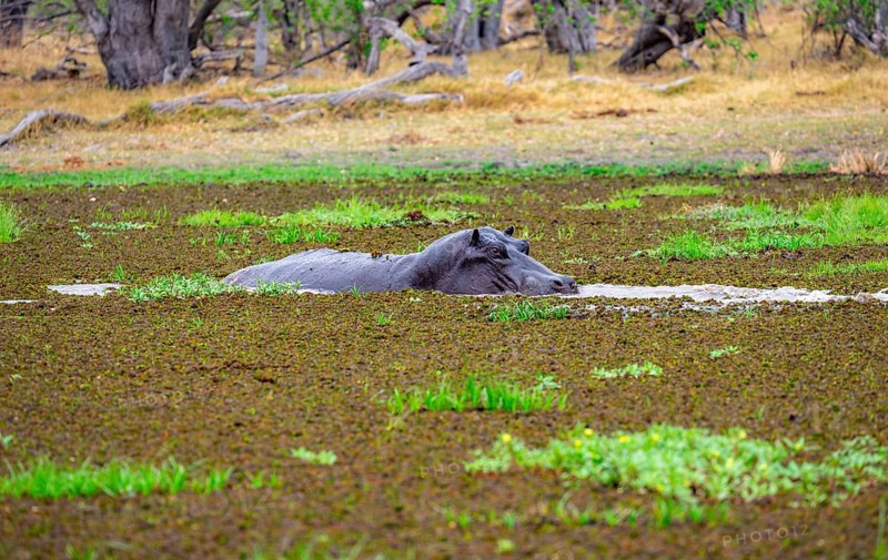 Hippopotamus (Hippopatamus amphibius), in a lake densely overgrown with aquatic plants, Okavango Delta, Moremi Game Reserve, Botswana