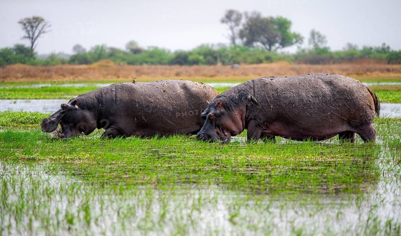 Hippos (Hippopatamus amphibius) grazing in the shallow water of a lake, Okavango Delta, Moremi Game Reserve, Botswana