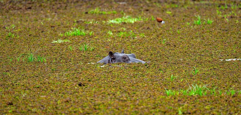 Hippopotamus (Hippopatamus amphibius), only the head looks out of the water, in a lake densely overgrown with aquatic plants, Okavango Delta, Moremi Game Reserve, Botswana