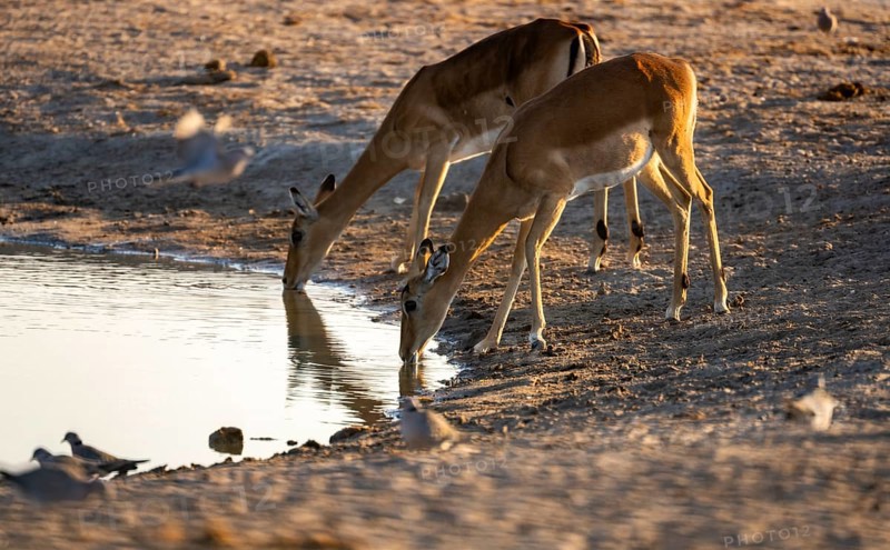Impalas (Aepyceros melampus) drinking at a waterhole, in the evening light, Savuti, Chobe National Park, Botswana
