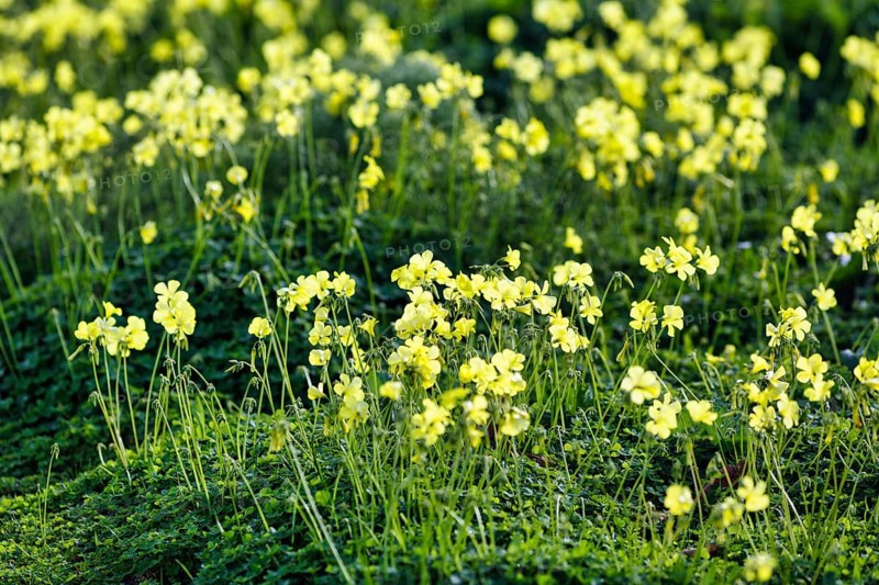 Carpet of flowers, yellow flower meadow in winter, Bermuda buttercup (Oxalis pes-caprae), Segesta, Calatafimi, Trapani province, north-west, Sicily, southern Italy, Italy