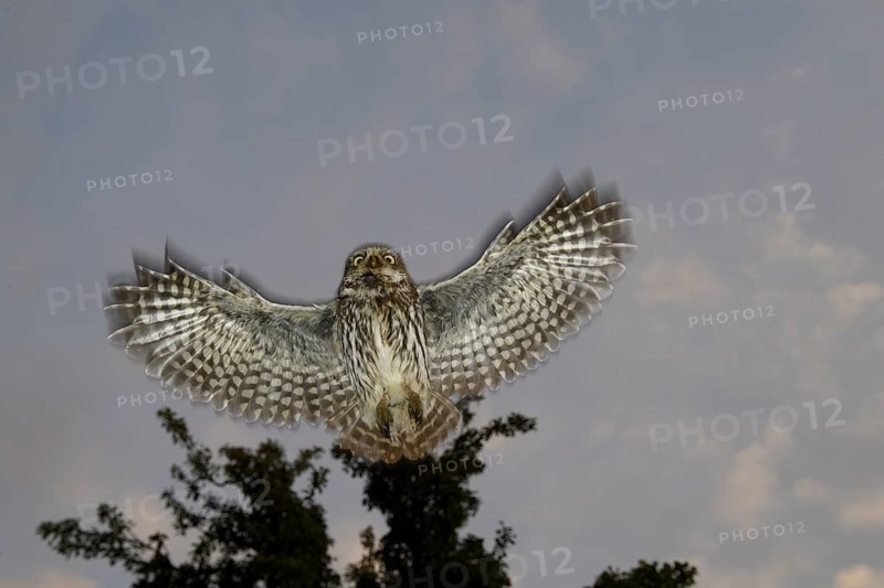 A little owl (Athene noctua) flies in front of a tree in the blue sky, Teutoburg Forest, Lower Saxony, Germany