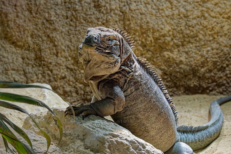 Animal portrait Jamaican iguana (Cyclura collei), reptile, pangolin, captive, occurrence Jamaica