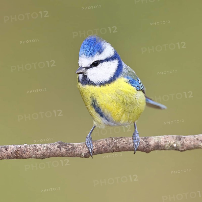 Blue tit (Parus caeruleus), sitting on a branch, Wilnsdorf, North Rhine-Westphalia, Germany