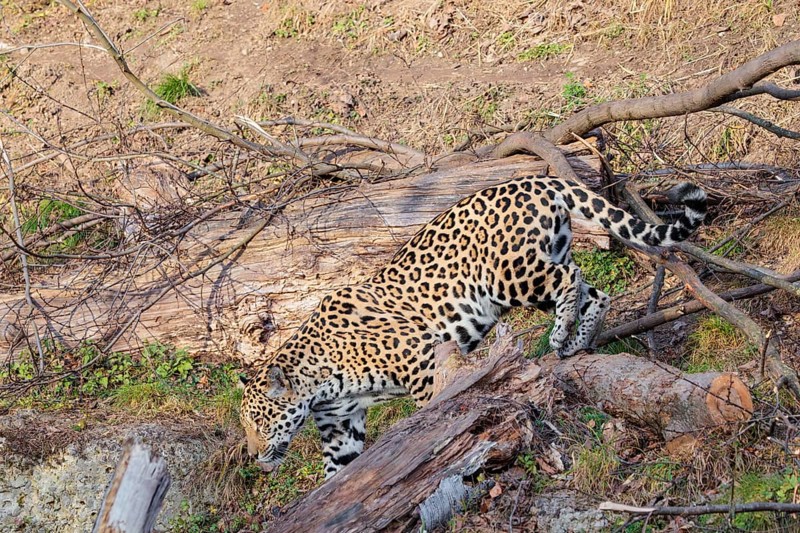 An adult jaguar (Panthera onca) runs across a dry meadow on a sunny day, with rotting tree trunks lying on the ground in hilly terrain. Captive