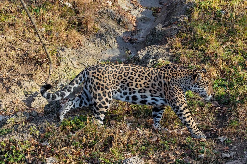 An adult jaguar (Panthera onca) runs across a dry meadow in hilly terrain on a sunny day. Captive