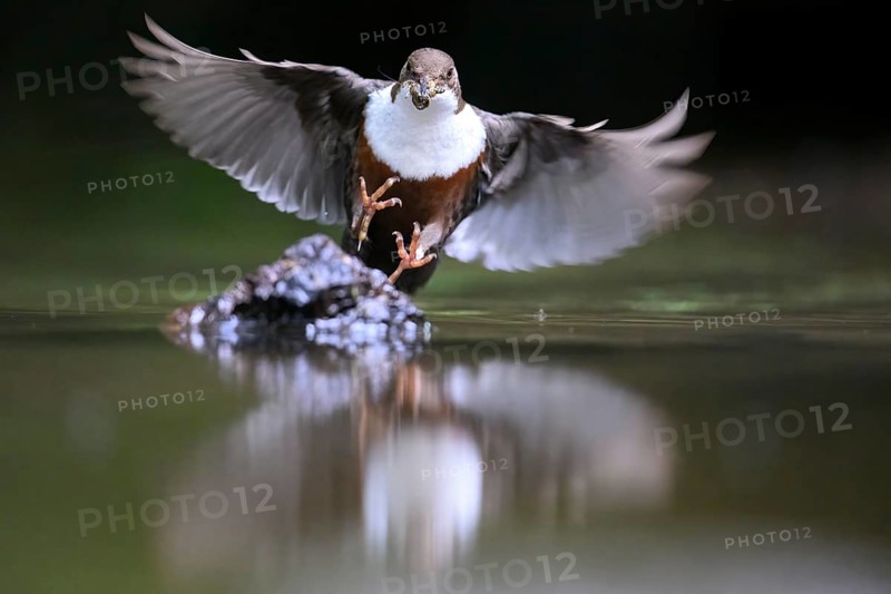 White-throated White-throated Dipper (Cinclus cinclus) in the air over water with prey in its beak, reflection visible, Lower Saxony, Germany
