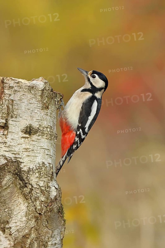 Great spotted woodpecker (Dendrocopus major), female, foraging on the trunk of a common birch (Betula pendula), wildlife, woodpeckers, nature photography, autumn, Wilnsdorf, North Rhine-Westphalia, Germany