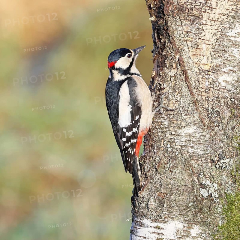 Great spotted woodpecker (Dendrocopus major), male, foraging on the trunk of a common birch (Betula pendula), wildlife, woodpeckers, nature photography, autumn, Wilnsdorf, North Rhine-Westphalia, Germany