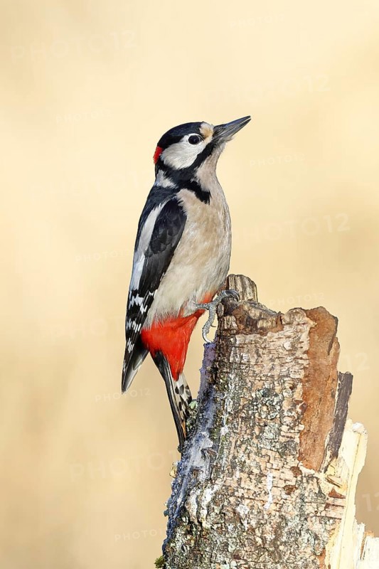 Great spotted woodpecker (Dendrocopus major), male, foraging on dead wood of a common birch (Betula pendula), wildlife, woodpeckers, nature photography, autumn, Wilnsdorf, North Rhine-Westphalia, Germany