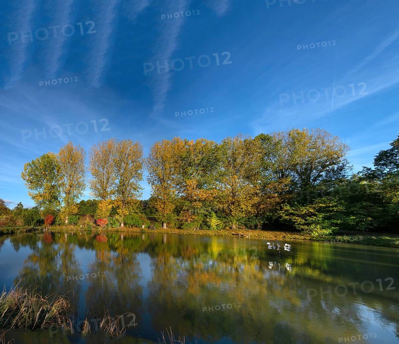 Autumnal poplars (Populus) in front of a carp pond, Beerbach, Middle Franconia, Bavaria, Germany