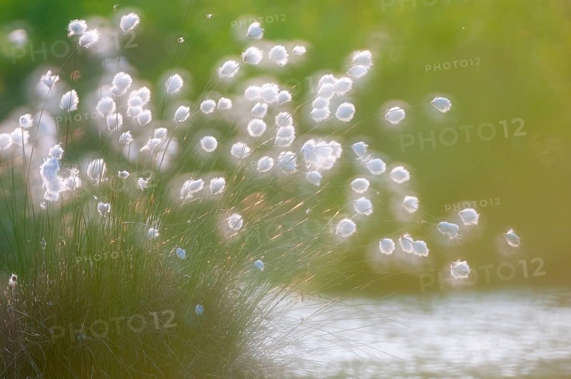 Cottongrass, sheath cottongrass (Eriophorum vaginatum) in Goldenstedt Moor, Goldenstedt, Lower Saxony, Germany