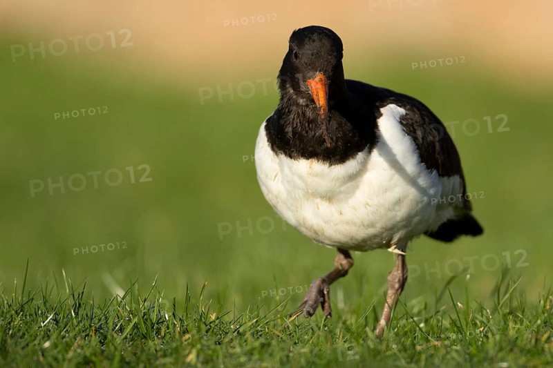 Eurasian oystercatcher (Haematopus ostralegus) adult wader bird on grassland, England, United Kingdom