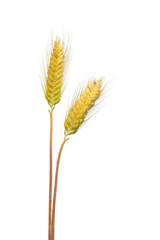 Macha wheat, grain, exempted, Dinklage, Lower Saxony, Germany