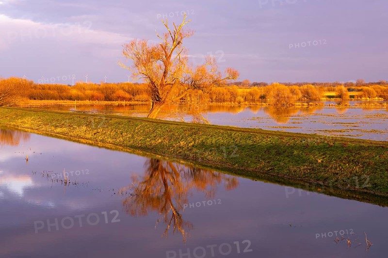 Tree on the Hunte at sunset in Ochsenmoor at Dümmer See, Hüde, Lower Saxony, Germany