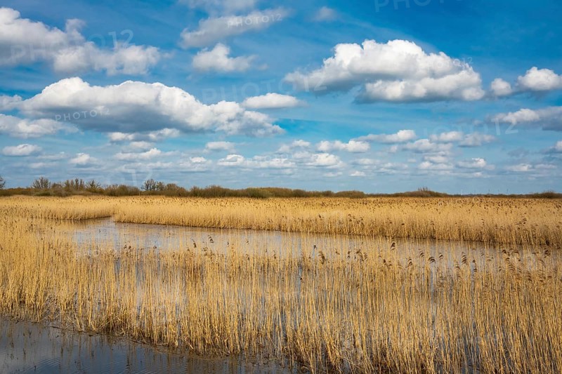 Reeds on the banks of Dümmer, Lake Dümmer, Hüde, Lower Saxony, Germany