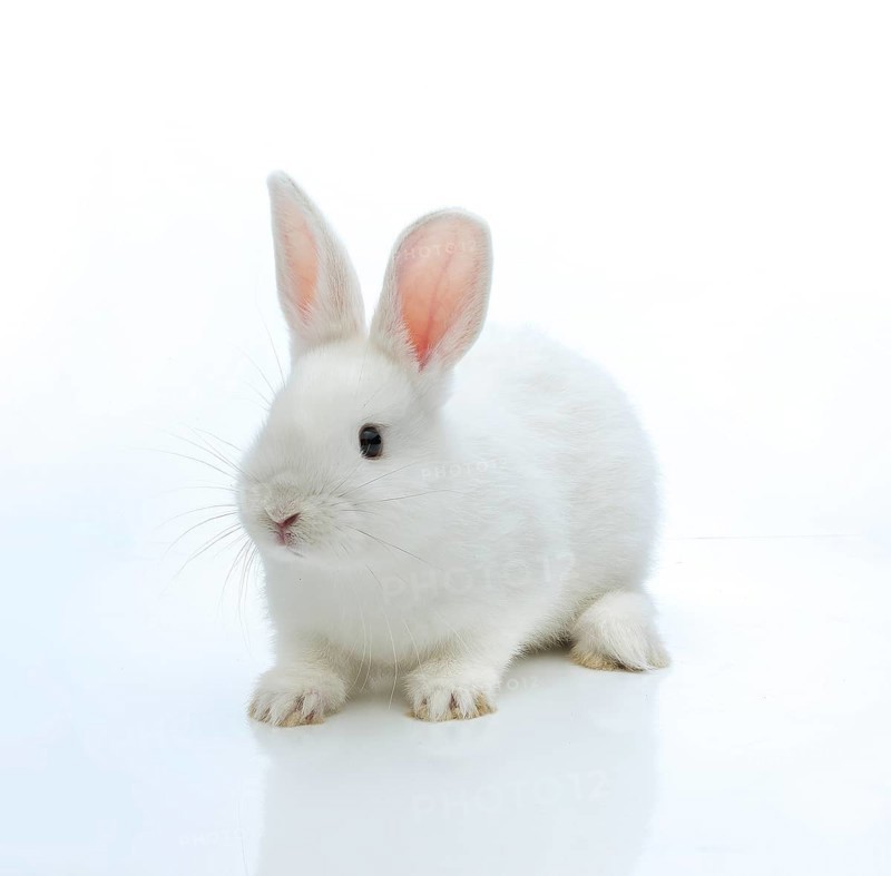 White rabbit