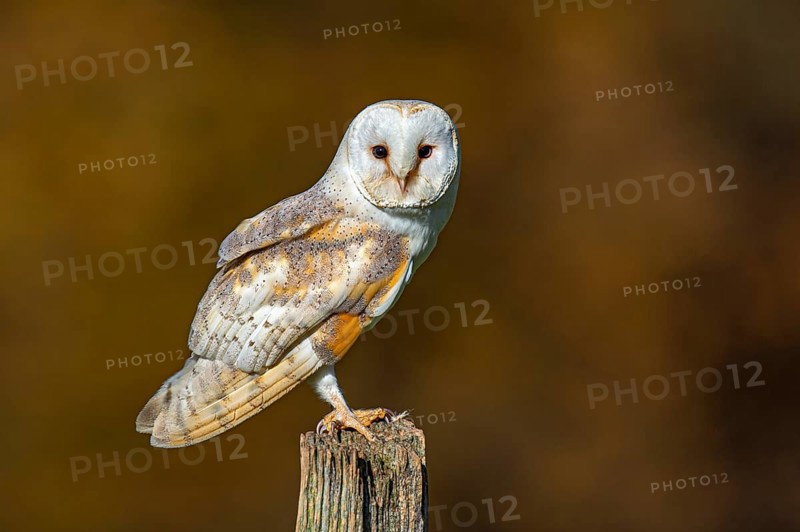 Barn owl (Tyto alba) in the evening light, Oldenburger Münsterland, Vechta, Lower Saxony, Germany
