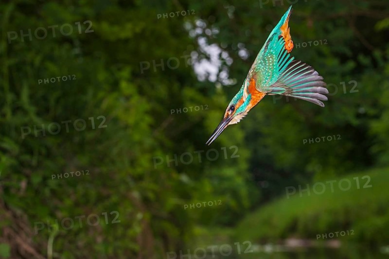 Kingfisher (Alcedo atthis) hunting, Vechta, Lower Saxony, Germany