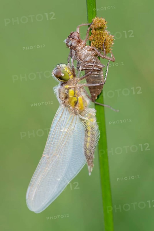 Methamorphosis of a four-spot (Libellula quadrimaculata), dragonfly, Oldenburger Münsterland, moor, lake, Goldenstedt, Lower Saxony, Germany