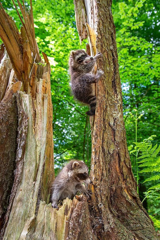 Young raccoon (Procyon lotor) on a discovery tour, Steinhagen, North Rhine-Westphalia, Germany