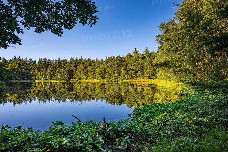 Diana See in the Ahlhorner Fischteiche Nature Reserve, Wildeshausener Geest, Ahlhorn, Lower Saxony, Germany