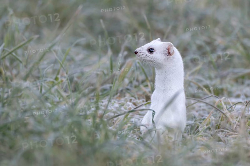 Ermine (Mustela erminea), in winter fur, Münster, Tyrol, Austria