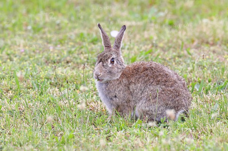 Wild rabbit (Oryctolagus cuniculus), sitting in a meadow, adult, alert, wildlife, animals, rodent, Podersdorf, Lake Neusiedl-Seewinkel National Park, Burgenland, Austria
