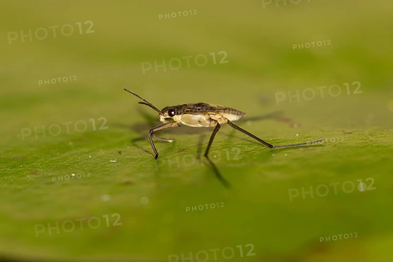 Common pond skater (Gerris lacustris) adult insect on a water lily pad or leaf on the water surface of a garden pond, England, United Kingdom