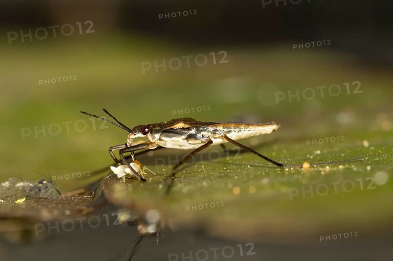 Common pond skater (Gerris lacustris) adult insect feeding on a Whitefly on a water lily pad or leaf on the water surface of a garden pond, England, United Kingdom