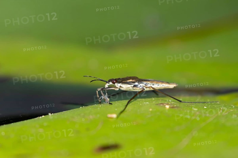 Common pond skater (Gerris lacustris) adult insect feeding on an aphid on a water lily pad or leaf on the water surface of a garden pond, England, United Kingdom